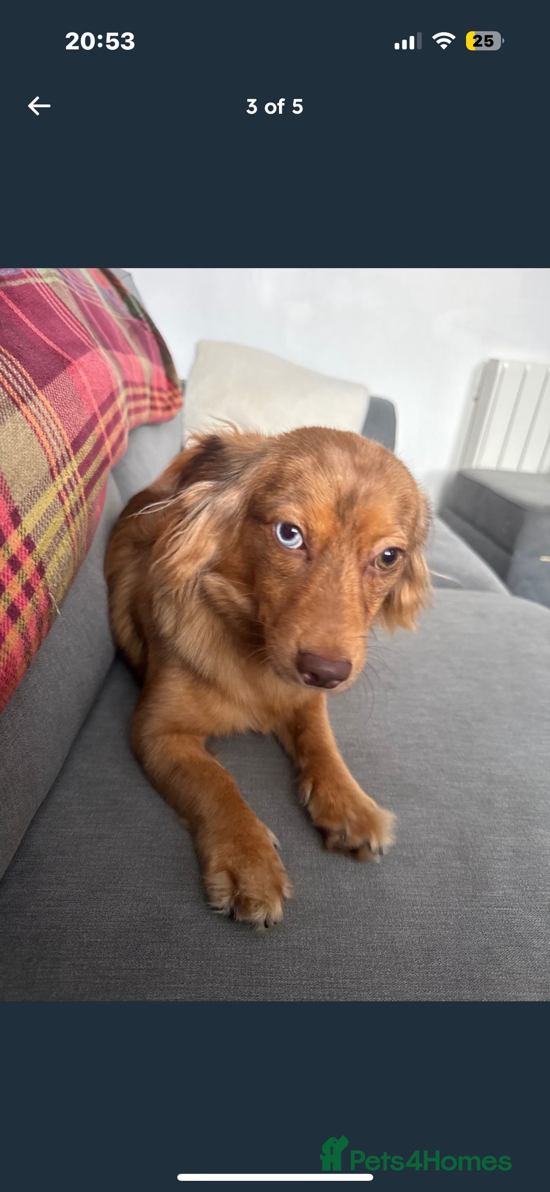 Mixed Breed dogs for sale: Bear  - Image 2