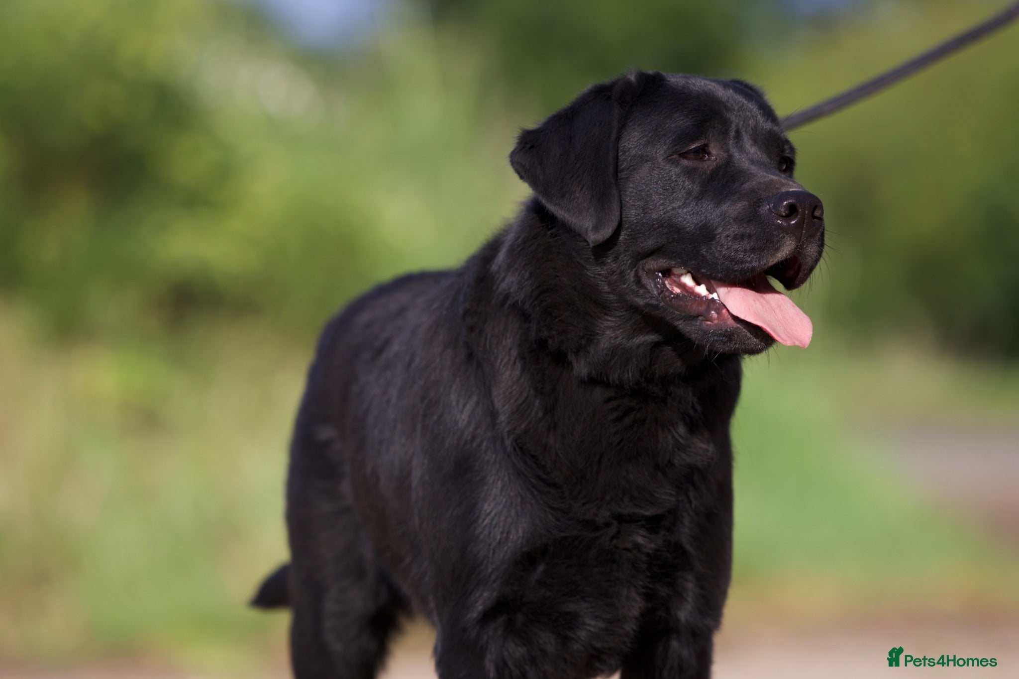 Labrador Retriever dogs SHOW BLACK ENGLISH LABRADOR TOP QUALITY - Advert 4