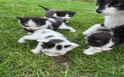 European cats for sale: Cat is looking for a new family  - Image 11