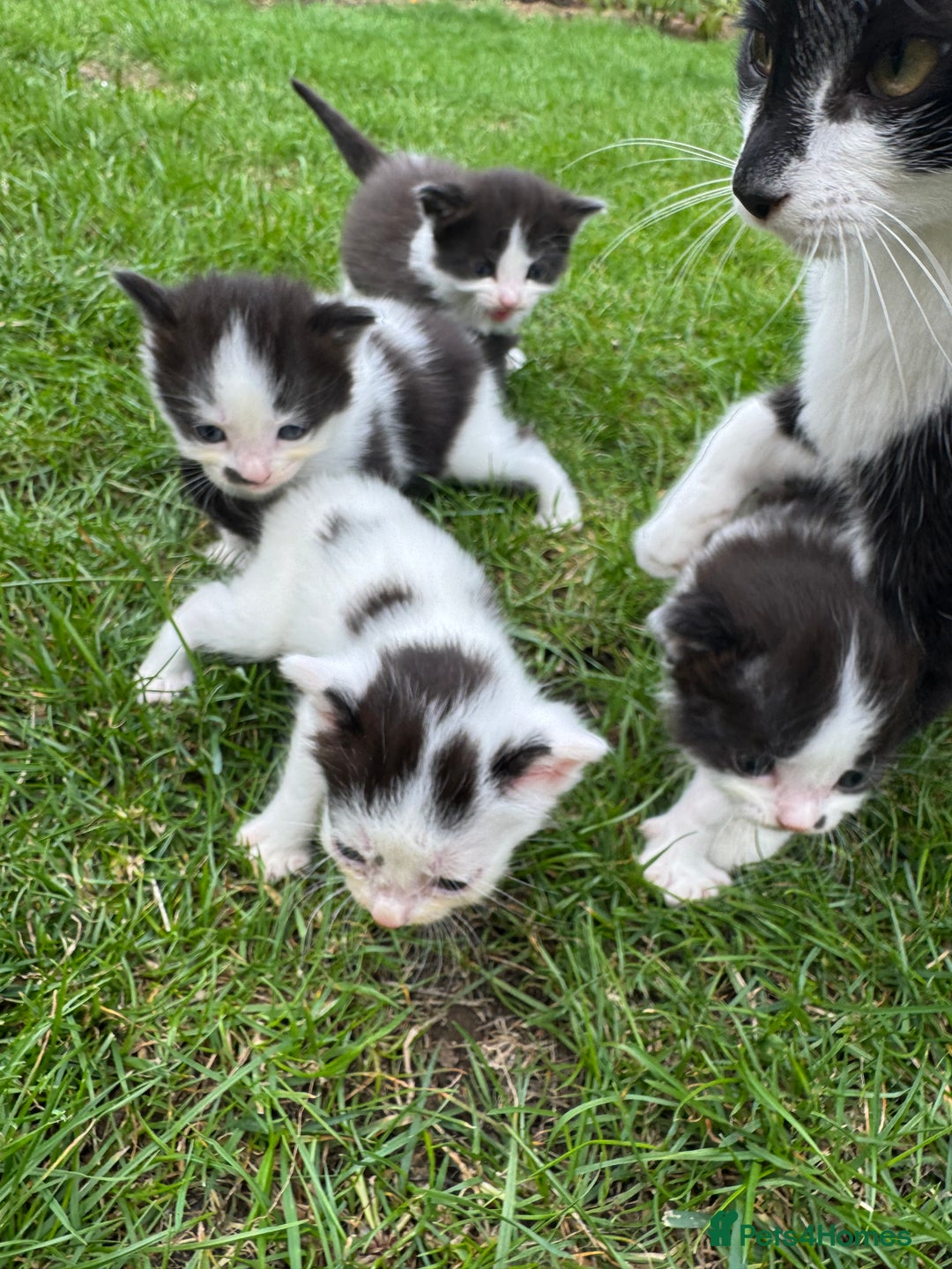 European cats for sale: Cat is looking for a new family  - Image 11