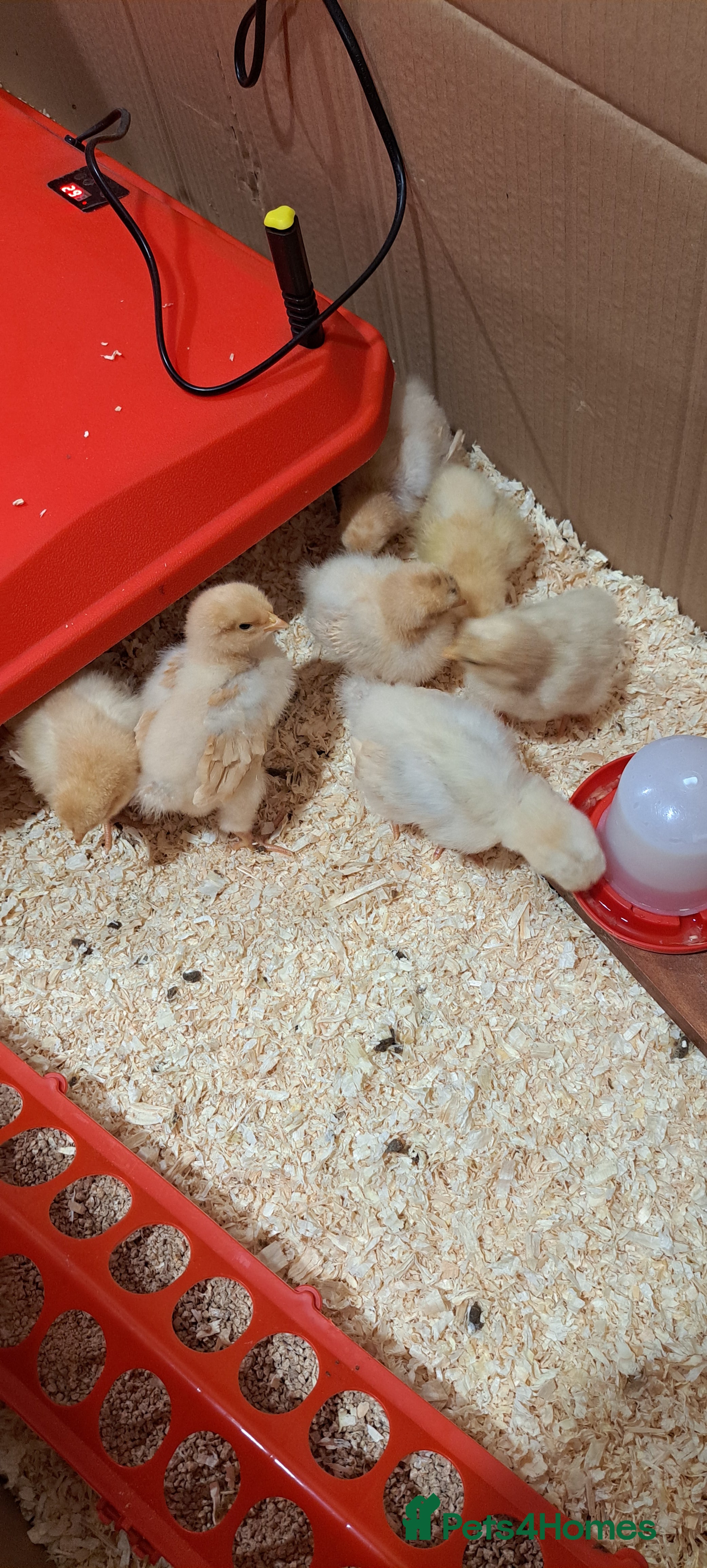 Chickens poultry Buff orpington chicks for sale  in Malton - Advert 2