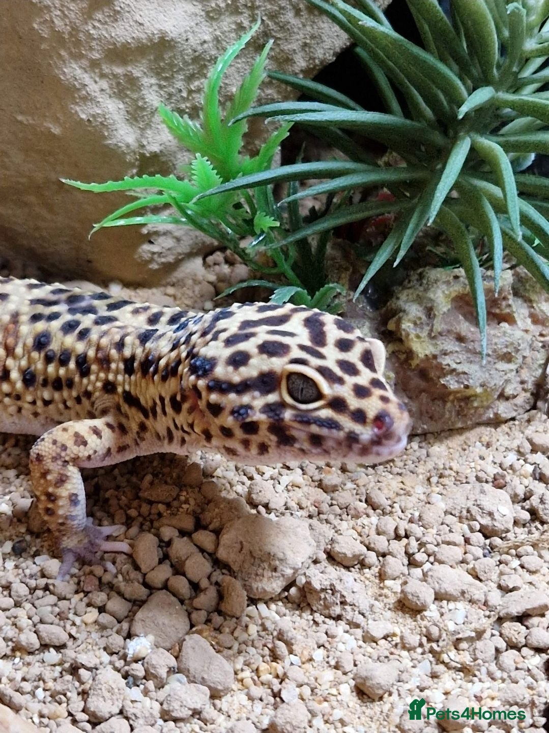 Leopard Gecko reptiles Male Leopard Gecko - Supergiant x Madarin Morphe - Advert 5