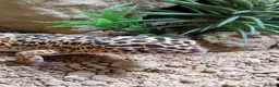 Leopard Gecko reptiles for sale: Male Leopard Gecko - Supergiant x Madarin Morphe in Bourne - Advert 1