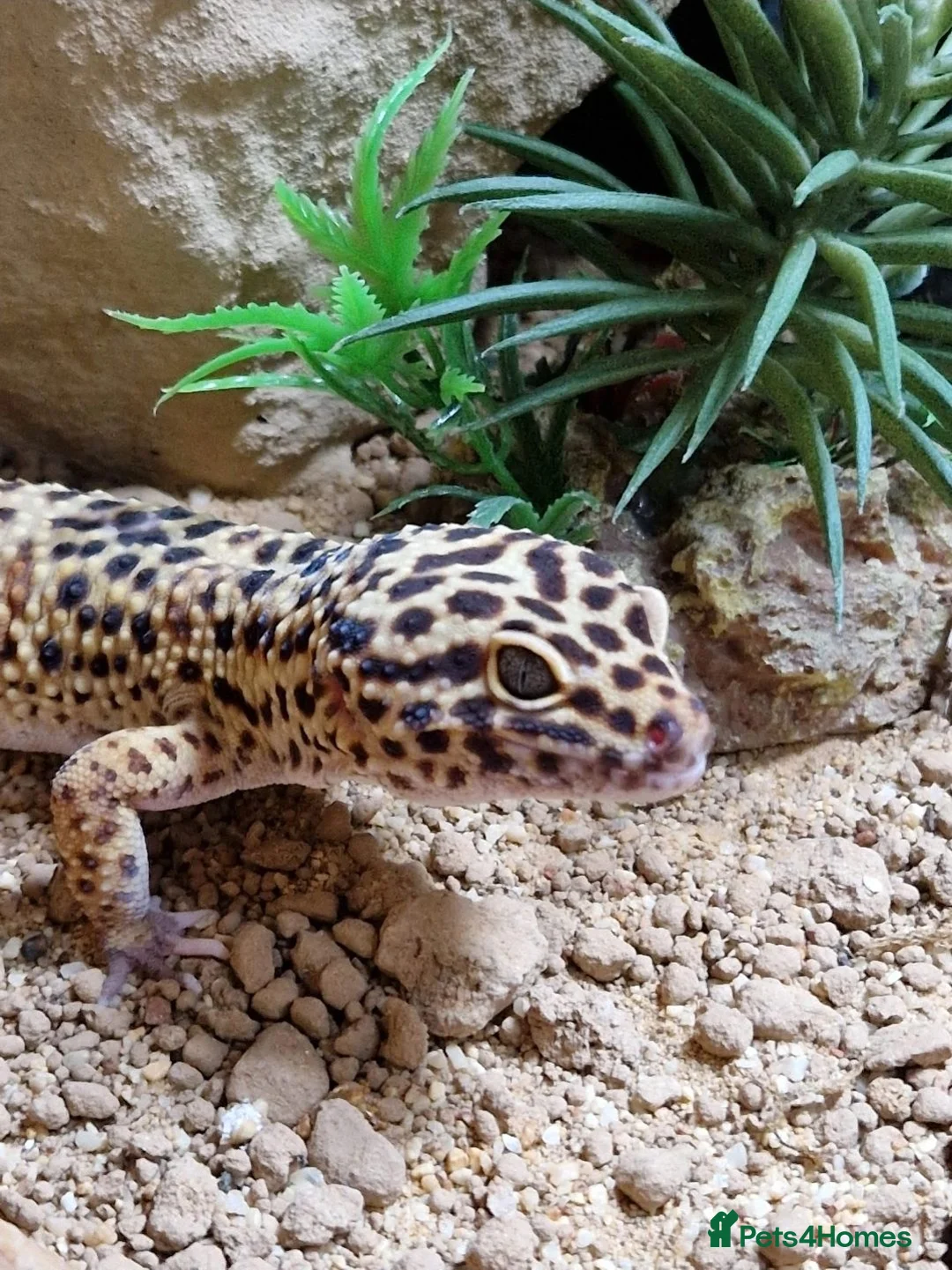Leopard Gecko reptiles for sale: Male Leopard Gecko - Supergiant x Madarin Morphe in Bourne - Advert 1