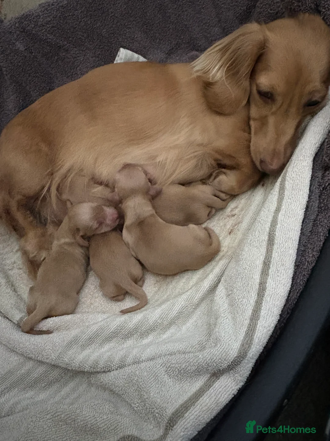 Miniature Dachshund dogs for sale: KC Registered Longhaired Miniature Dachshund Pups - Advert 2