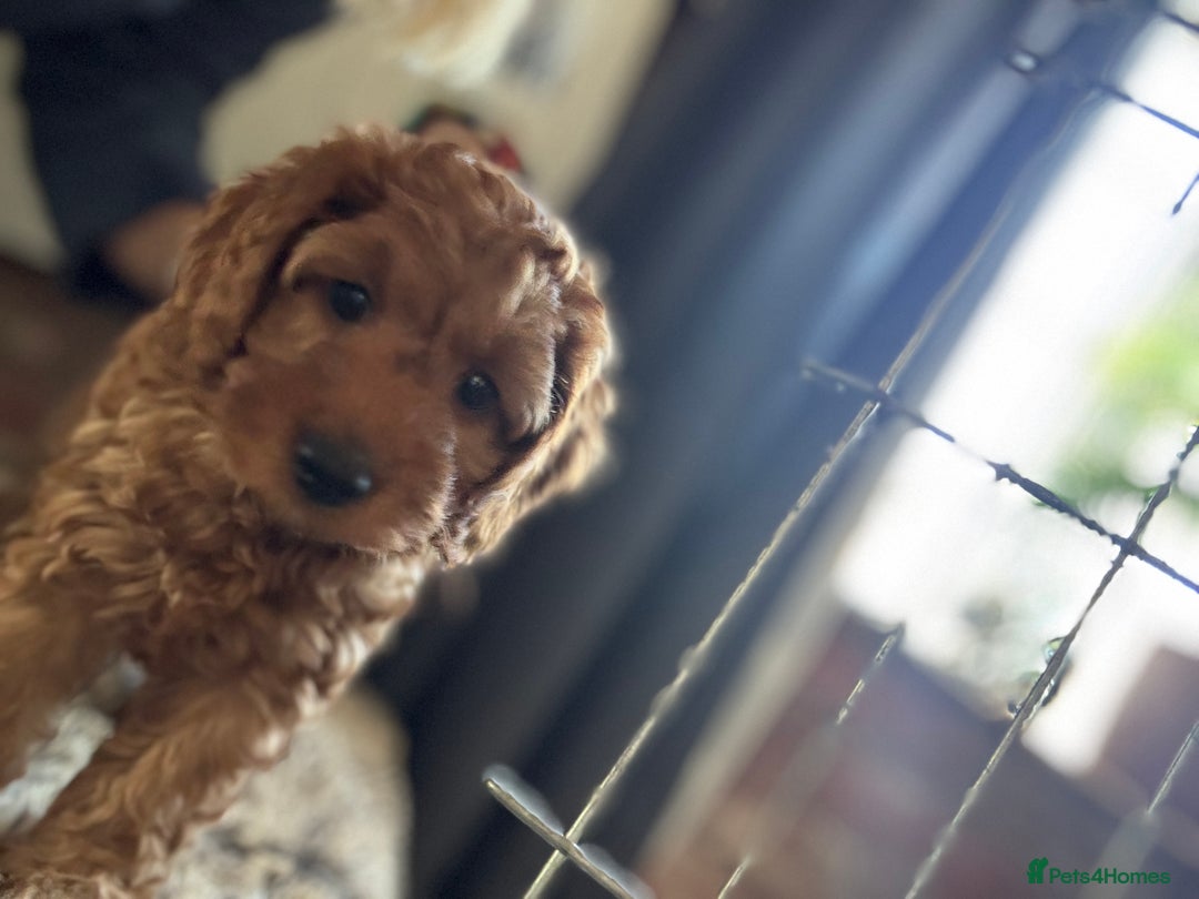 Cockapoo dogs for sale: Cockapoo puppies in Preston - Image 34