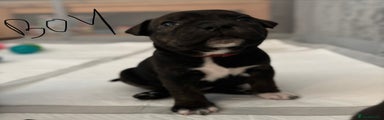Staffordshire Bull Terrier Puppy 1