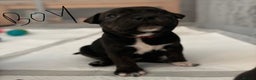 Staffordshire Bull Terrier dogs for sale: Two gorgeous puppies left  - Advert 3