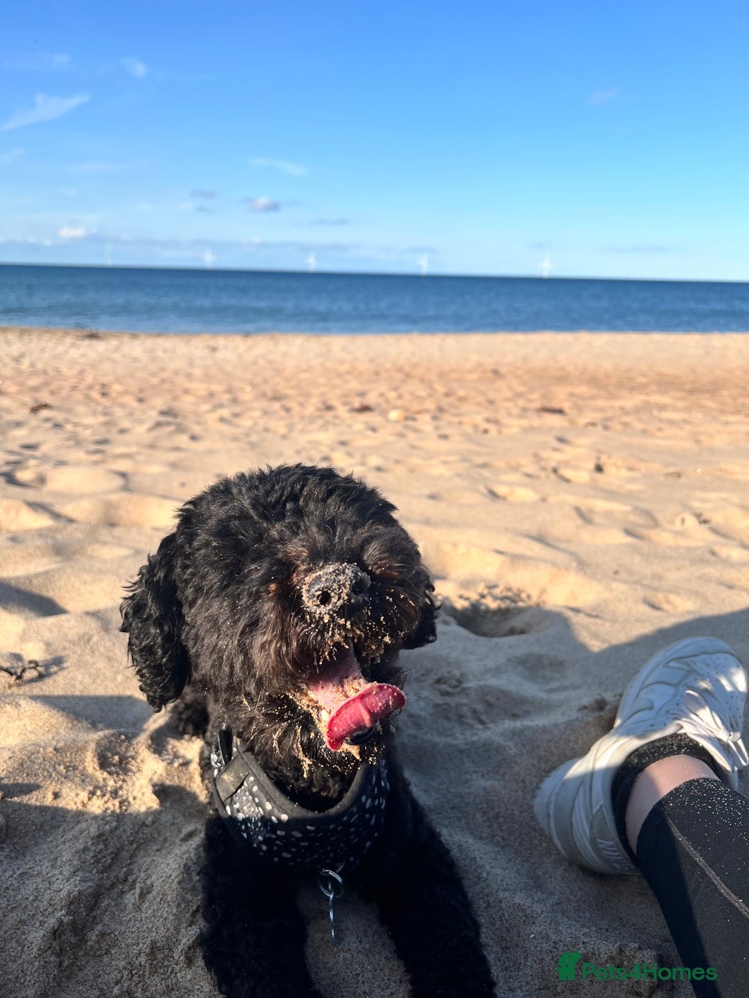 Cavapoochon dogs for sale: Beautiful cavapoochon needing an urgent home! - Advert 15