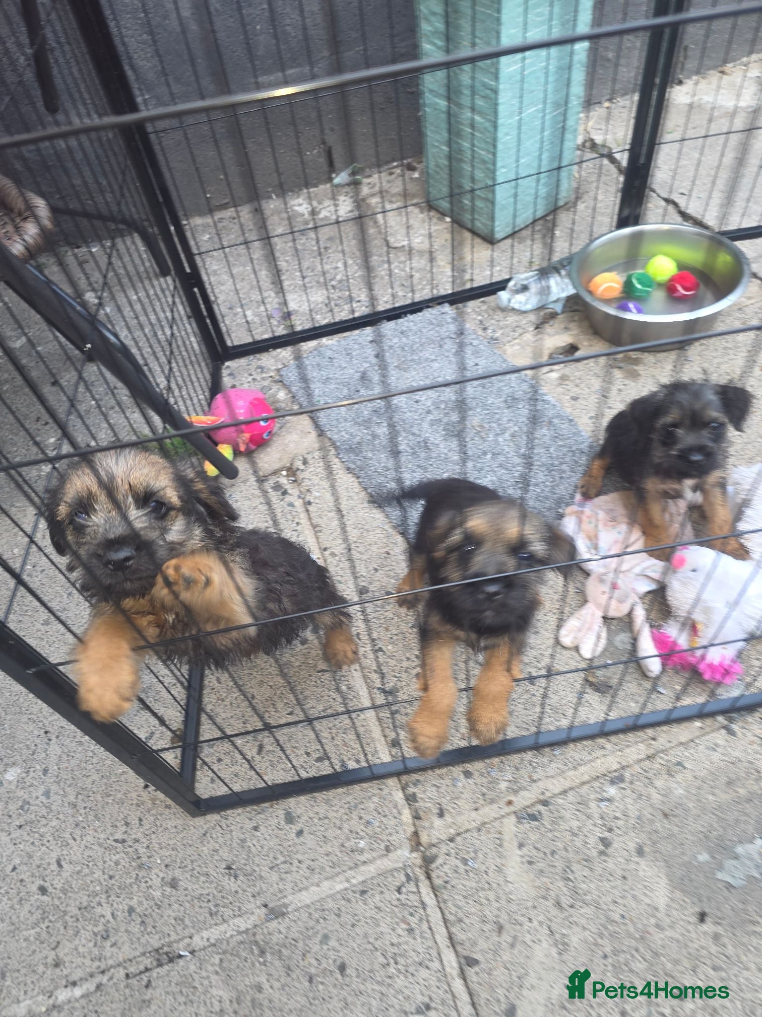 Border Terrier dogs Got three Border Terrier puppies  - Advert 2