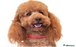 Schnoodle dogs for sale: Stunning Schnoodles, heath tested  - Image 23