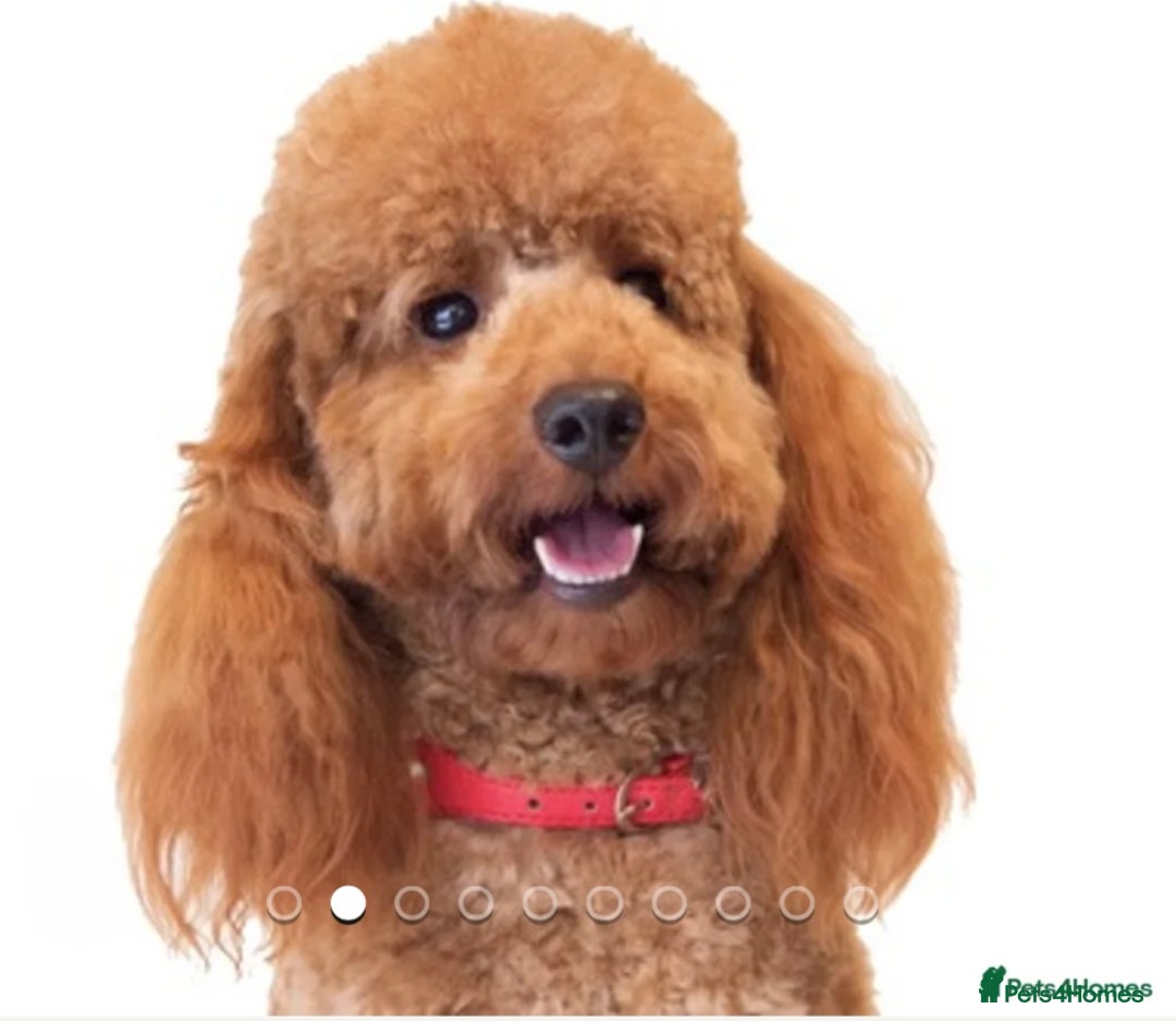 Schnoodle dogs for sale: Stunning Schnoodles, heath tested  - Image 23