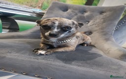 Chihuahua dogs for sale: Adult Female Merle Chihuahua  - Image 2