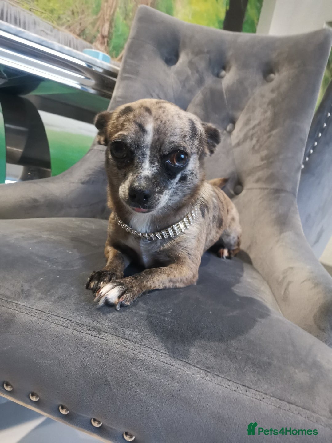 Chihuahua dogs for sale: Adult Female Merle Chihuahua  - Image 2