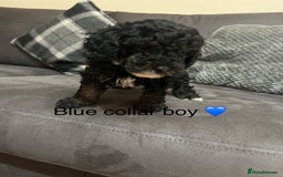 Miniature Poodle dogs for sale: 3 miniature poodles remaining  - Image 19