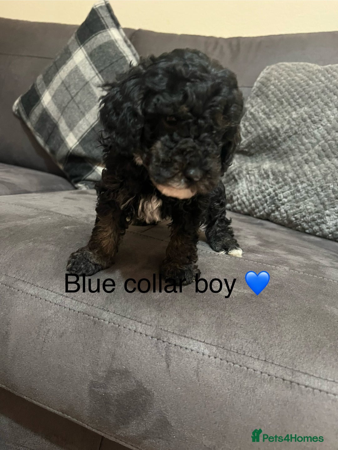 Miniature Poodle dogs for sale: 3 miniature poodles remaining  - Image 19