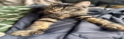 Maine Coon cats for sale: Stunning, friendly pedigree XL Maine Coons last 2! - Advert 15