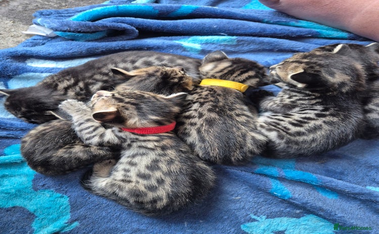 Savannah cats - Advert 7