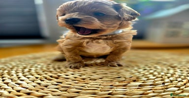 Maltipoo dogs - Advert 3