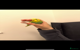 Budgerigars birds for sale: 2 beautiful budgies for sale. boy and girl in Colchester - Image 3