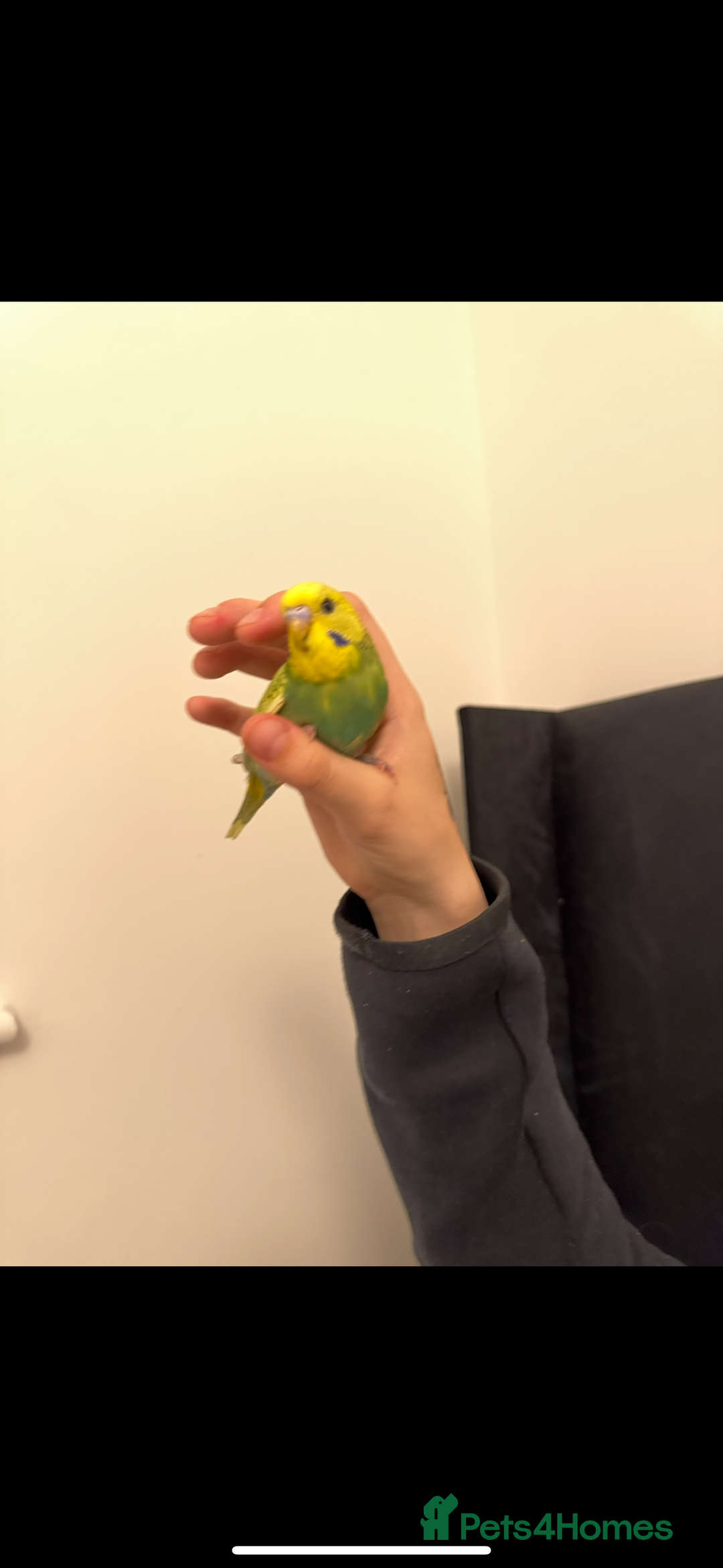 Budgerigars birds for sale: 2 beautiful budgies for sale. boy and girl in Colchester - Image 3