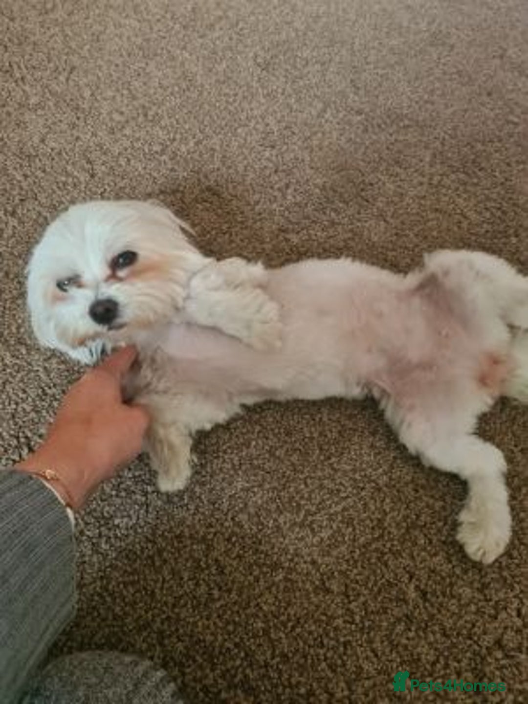 Maltese dogs for sale: Pretty Maltese - Advert 3