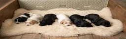 Cockapoo dogs for sale: 2 Gorgeous Black Cockapoo Puppies - Family Raised - Advert 1