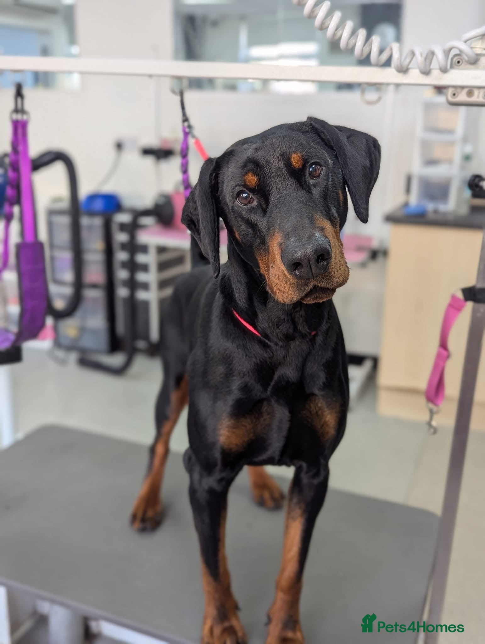 Dobermann dogs Snoop Dogg - Advert 10