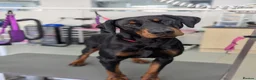 Dobermann dogs for sale: Snoop Dogg in Wakefield - Advert 1