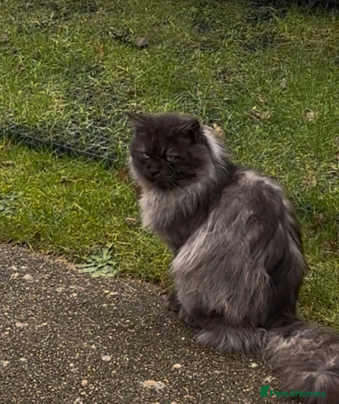 Persian cats for sale: Mixed breed Persian kittens - Advert 2