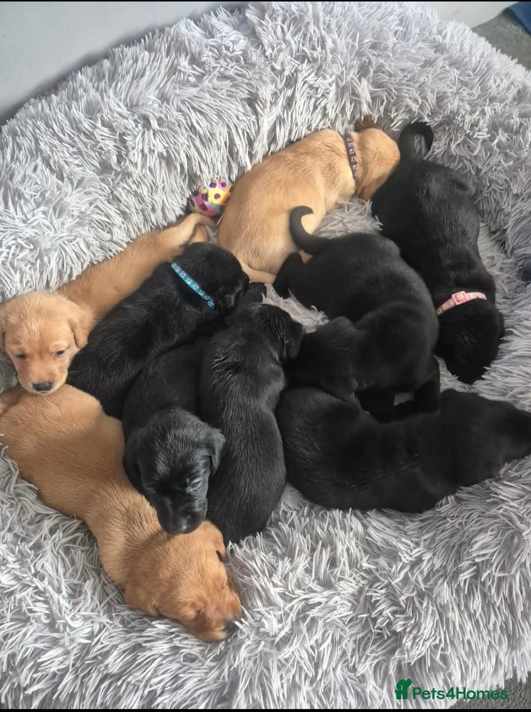Labrador Retriever dogs for sale: Labrador puppies for sale -open to sensible offers - Image 6