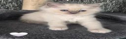 Ragdoll cats for sale: DNA tested Ragdoll kittens  - Advert 9