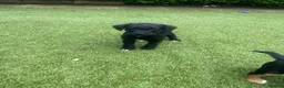 Patterdale Terrier dogs for sale: Patterdale terrier  - Advert 14