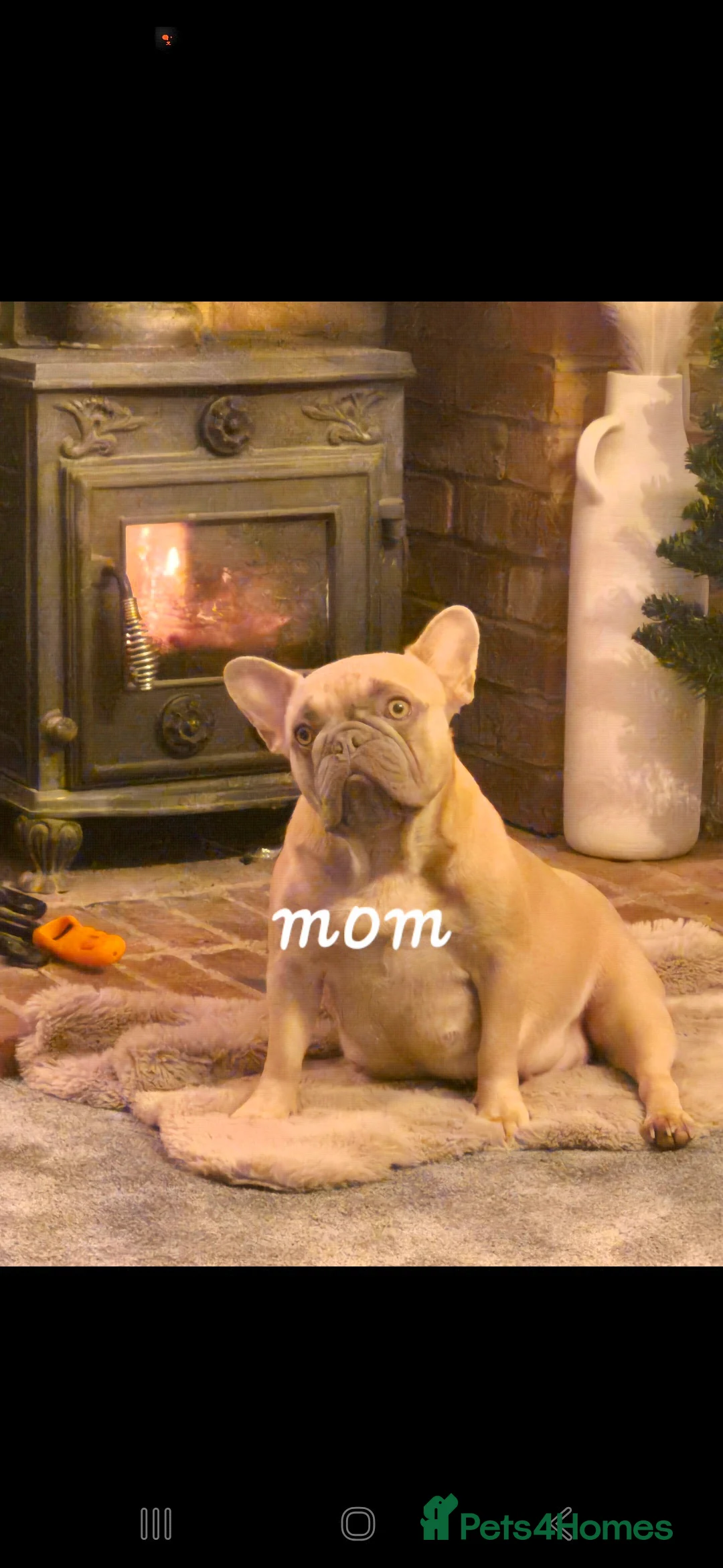 French Bulldog dogs for sale: French Bulldogs  - Advert 2