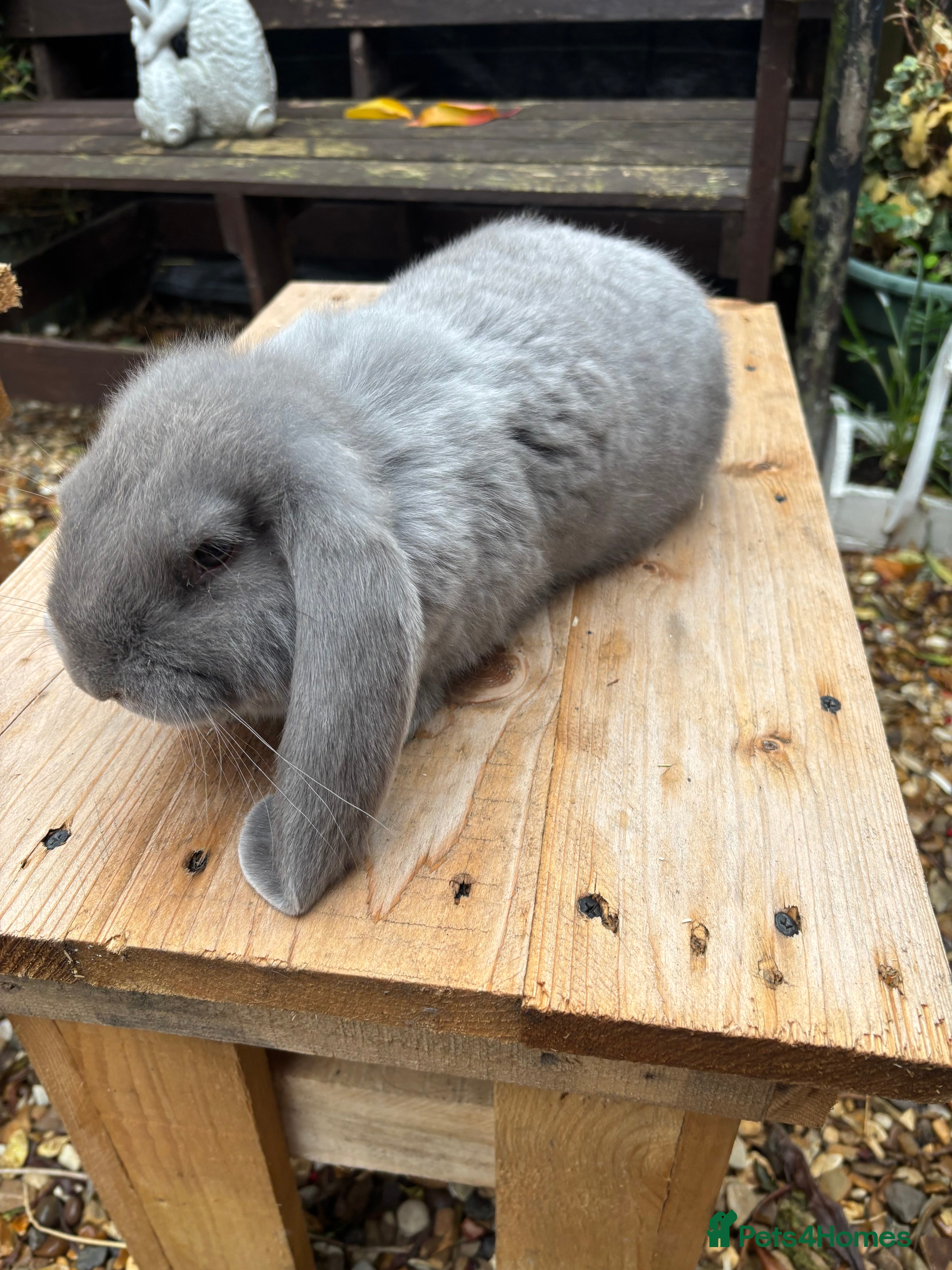 French Lop rabbits French lops  - Advert 7