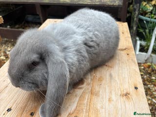French Lop rabbits French lops - Advert 5