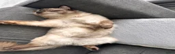 Ragdoll cats for sale: Beautiful indoor Ragdoll brothers - Advert 3