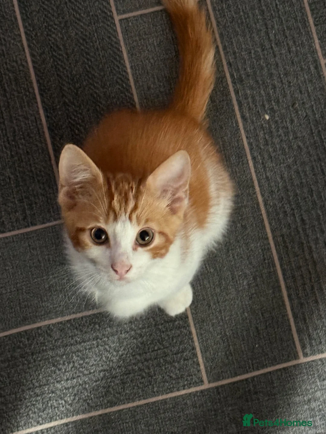 Mixed Breed cats for sale: Lovely two boys kitten for sale in Blackburn - Advert 2