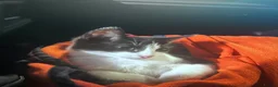 Mixed Breed cats for sale: Help Oreo find a new home - Advert 4