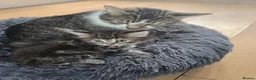 Mixed Breed cats for sale: Fully kitten in London - Advert 6