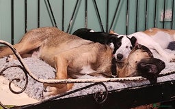 Mixed Breed dogs for adoption: Foster is 10 months old  - Image 6