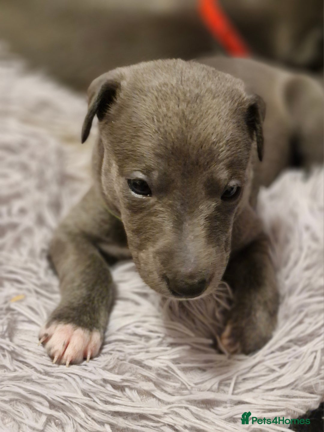 Whippet dogs for sale: Whippets - Image 8
