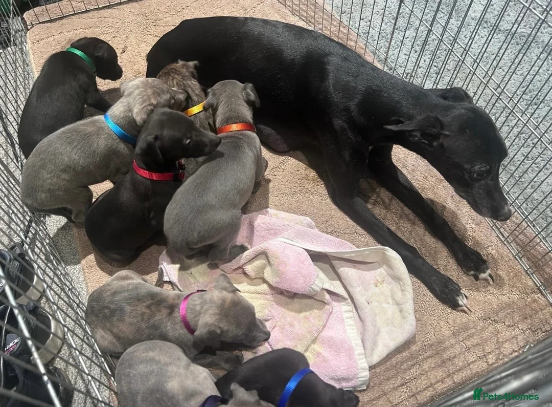Whippet dogs for sale: Stunning KC registered Whippet puppies - Advert 2