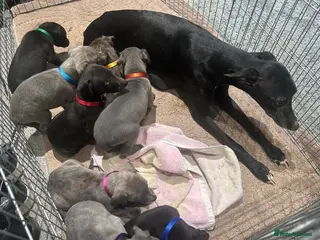 Whippet dogs Stunning KC registered Whippet puppies - Advert 1