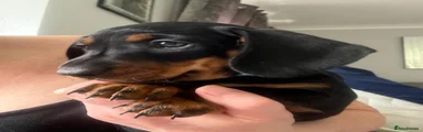 Miniature Dachshund 1