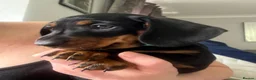 Miniature Dachshund dogs for sale: Beautiful miniature dachshund puppies  - Advert 4