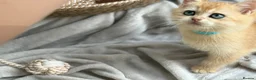 British Shorthair cats for sale: 💛Premium golden chinchilla bsh kittens 💛 - Advert 13
