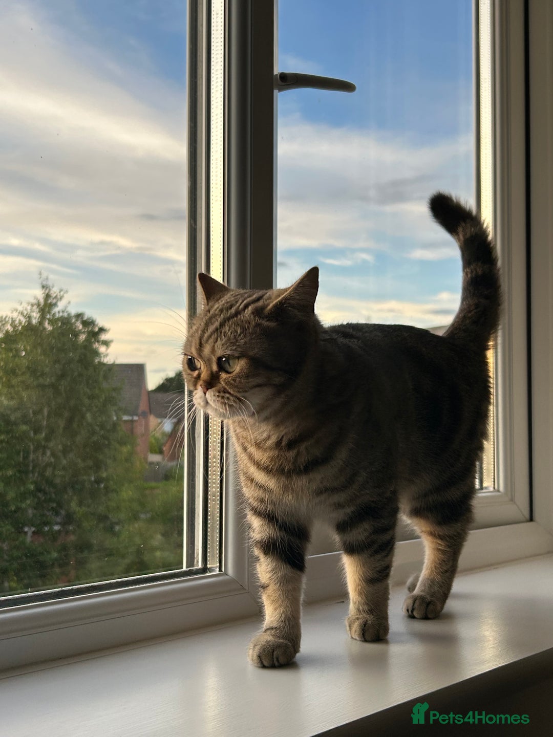 British Shorthair cats for sale: 🐾 British Shorthair Loving, Playful Indoor Cat 🐾 - Image 4
