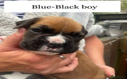 Boxer dogs for sale: Bunch of Boxer Babies - Image 14