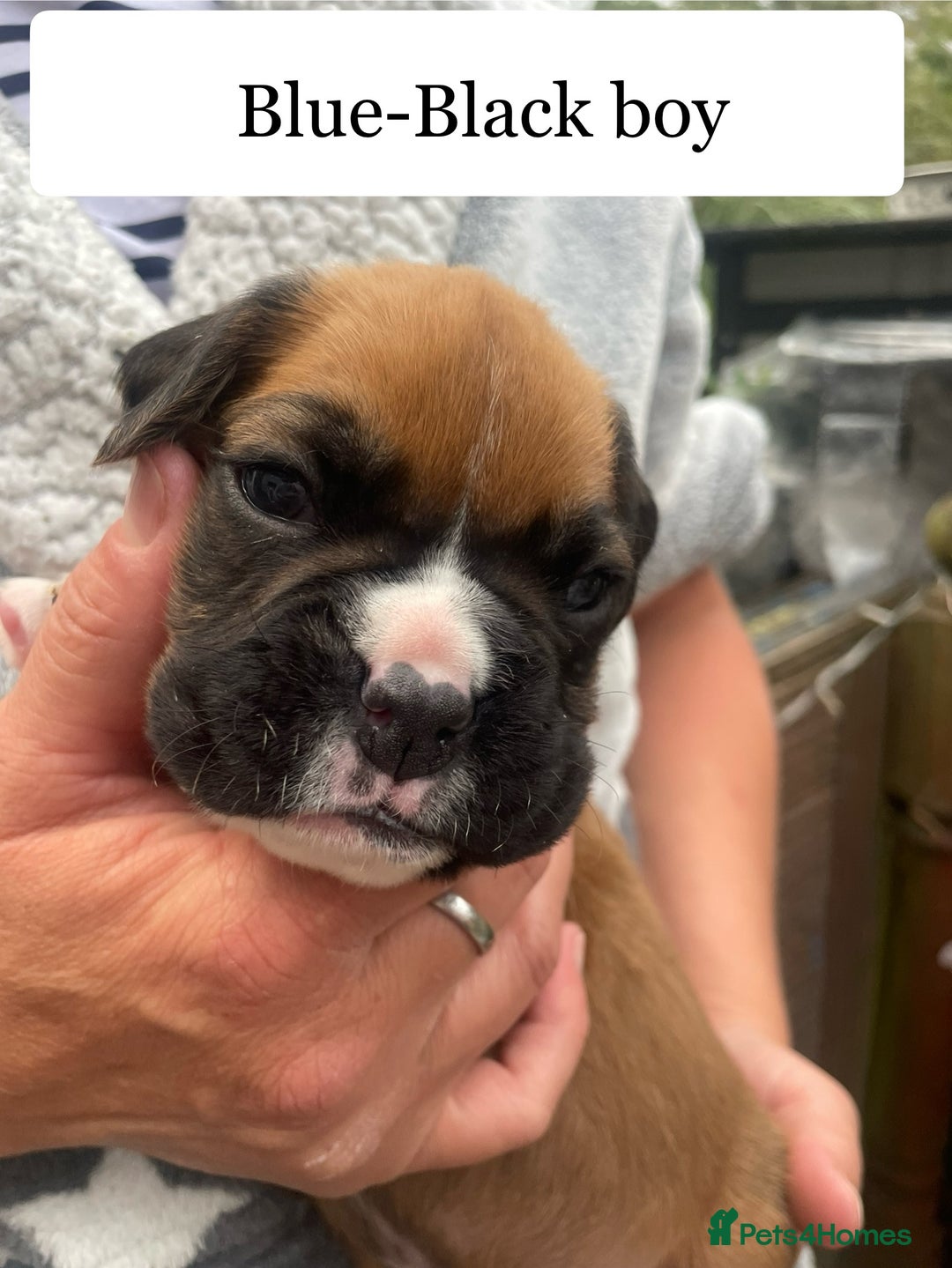 Boxer dogs for sale: Bunch of Boxer Babies - Image 14